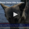 Hero dog saves lives after accident