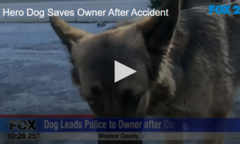 Hero Dog Saves Owner After Crash