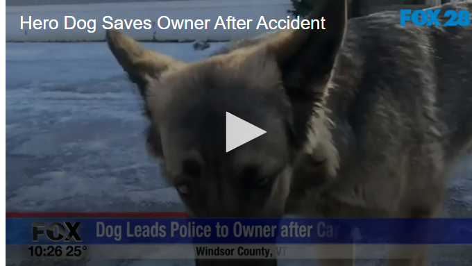 Hero dog saves lives after accident