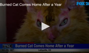 Burned Cat Comes Home After A Year