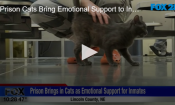 Prison Cats Bring Emotional Support to Inmates