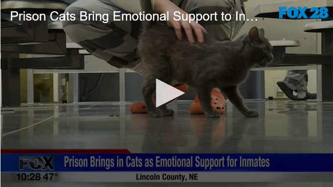 Prison Cats Bring Emotional Support to Inmates FOX 28 Spokane