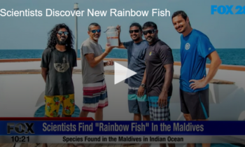 Scientists Discover New Rainbow Fish