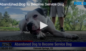 Abandoned Dog To Become Service Dog