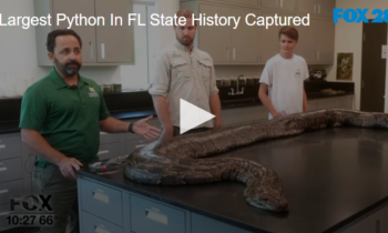 Largest Python In FL State History Captured