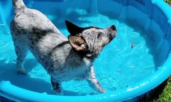 KEEPING PETS COOL IN WARM WEATHER