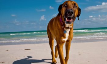 FOR DOGS: WATER INHALATION SAFETY, HEAT STROKE PREVENTION