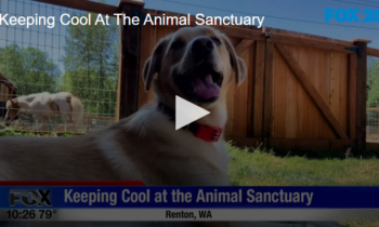 Keeping Cool At The Animal Sanctuary