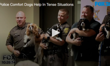 Police Comfort Dogs Help In Tense Situations