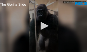 The Gorilla Slide