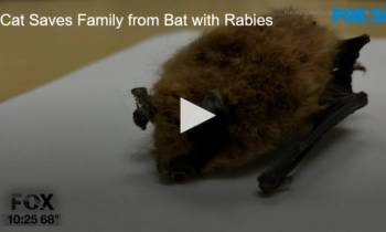 Cat Saves Family from Bat with Rabies