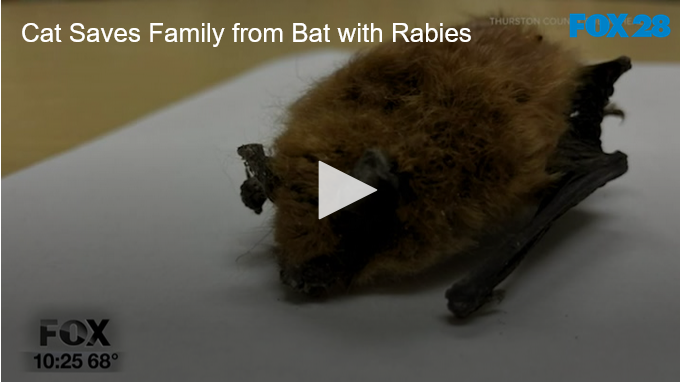 2022-08-26 at 10-28-48 Cat Saves Family from Bat with Rabies FOX 28 Spokane