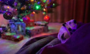 CREATING A CALM ENVIRONMENT FOR PETS DURING HOLIDAY CELEBRATIONS