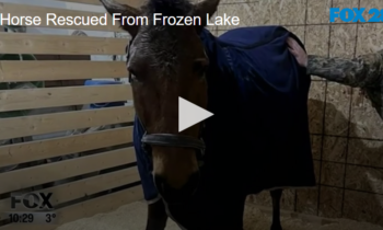 Horse Rescued From Frozen Lake