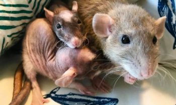 MICE OR RATS AS PETS?