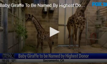 Baby Giraffe To Be Named By Highest Donor