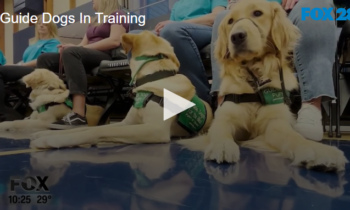 Guide Dogs In Training