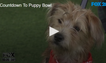 Countdown To Puppy Bowl