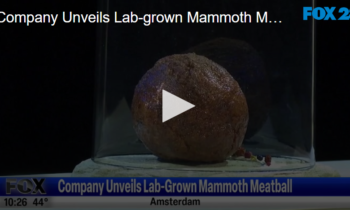 Company Unveils Lab-Grown Mammoth Meatball