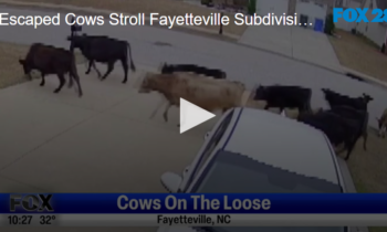 Escaped Cows Stroll Fayetteville Subdivision