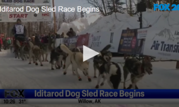 Iditarod Dog Sled Race Begins