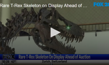 Rare T-Rex Skeleton on Display Ahead of Auction