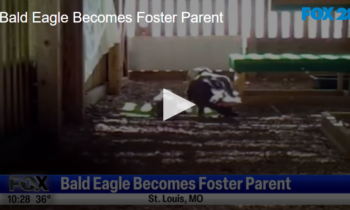 Bald Eagle Becomes Foster Parent