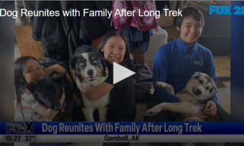 Dog Reunites with Family After Long Trek