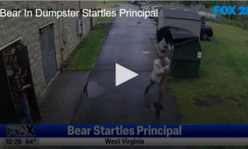 Bear in Dumpster Startles Principal