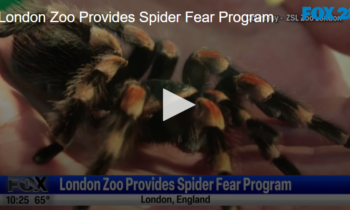 London Zoo Provides Spider Fear Program