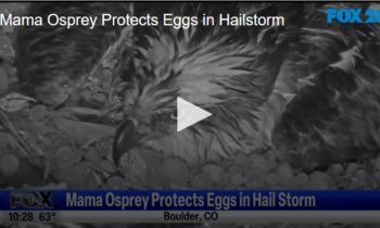 Mama Osprey Protects Eggs in Hailstorm