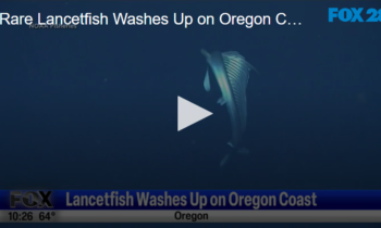 Rare Lancetfish Washes Up on Oregon Coast