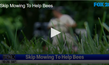 Skip Mowing to Help Bees