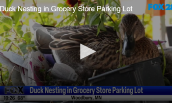 Duck Nesting in Grocery Store Parking Lot