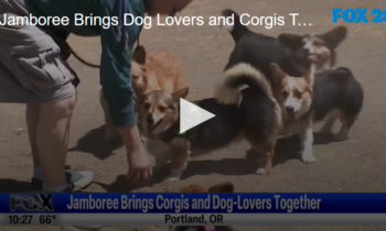 Jamboree Brings Dog Lovers and Corgis Together