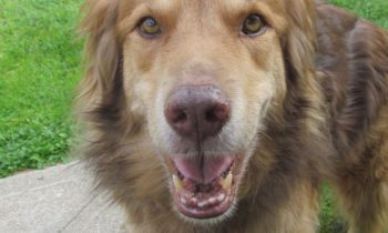 CANINE COGNITIVE DYSFUNCTION—IS MY DOG BETTER? NO. HE’S DIFFERENT.