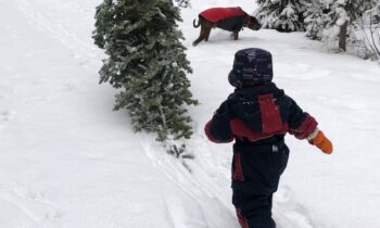 Where to find local Christmas trees and maintenance tips to keep it looking fresh