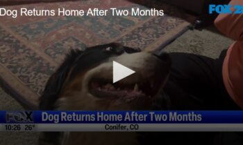 Dog Returns Home After Two Months