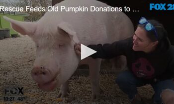 Rescue Feeds Old Pumpkin Donations to Pigs