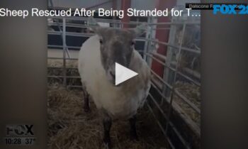 Sheep Rescued After Being Stranded for Two Years