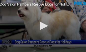 Dog Salon Pampers Rescue Dogs for Holidays