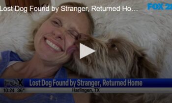 Lost Dog Found by Stranger, Returned Home