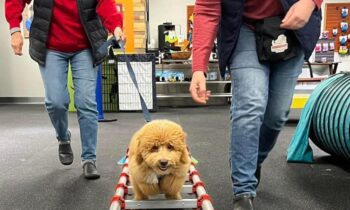 IS PUPPY CLASS IMPORTANT?