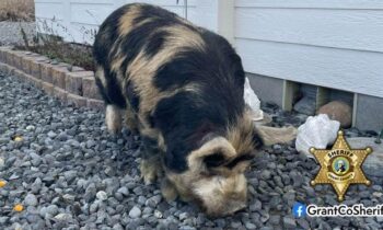 Lost pig reunites with owner after deputies find pig away from home