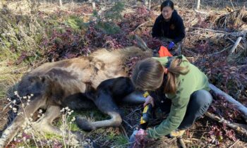 Washington Department of Fish and Wildlife save moose stuck in PVC pipe