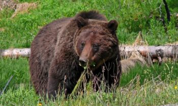 Federal agencies to reintroduce grizzly bears to North Cascades