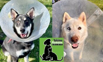 Yakima Humane Society celebrates NCAA Tournament