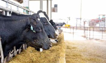 USDA taking action to prevent spread of bird flu, requires testing for dairy cows crossing state lines