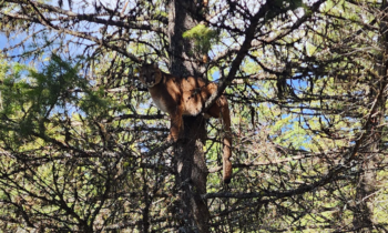 Washington Fish and Wildlife Commission to discuss new cougar regulations