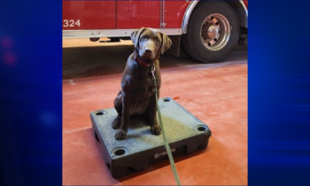 Very good dog joins Idaho Disaster Dogs Team